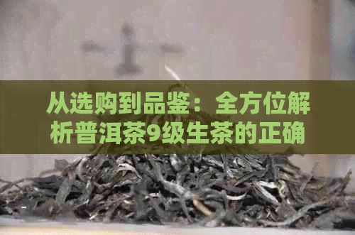 从选购到品鉴：全方位解析普洱茶9级生茶的正确饮用方法