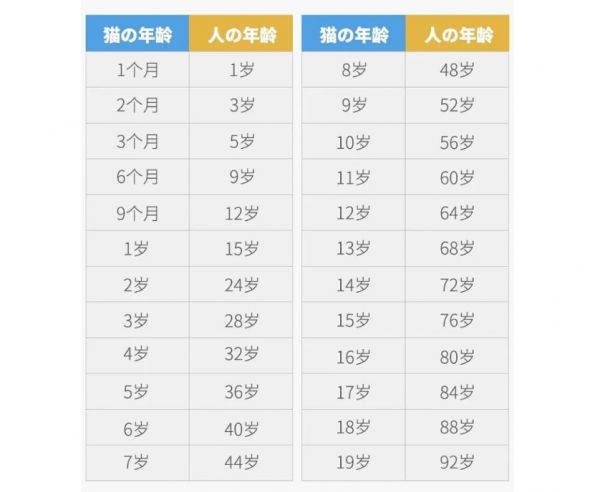 猫咪年龄换算知识，猫咪几岁才算成年？