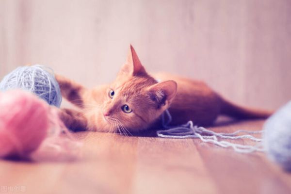 猫咪年龄换算知识，猫咪几岁才算成年？