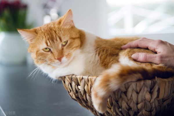 猫咪年龄换算知识，猫咪几岁才算成年？
