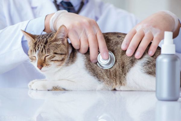 猫咪年龄换算知识，猫咪几岁才算成年？