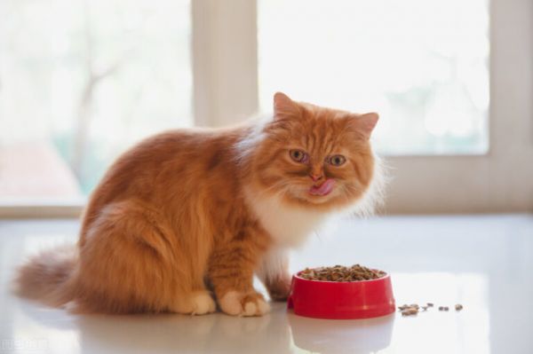 猫咪年龄换算知识，猫咪几岁才算成年？