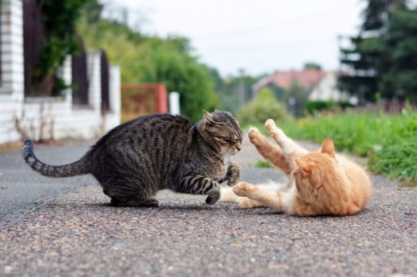 猫咪年龄换算知识，猫咪几岁才算成年？
