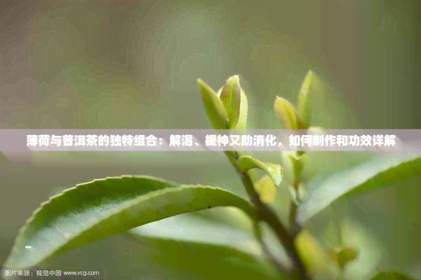 薄荷与普洱茶的独特组合：解渴、提神又助消化，如何制作和功效详解