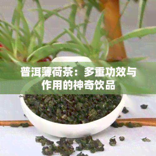普洱薄荷茶：多重功效与作用的神奇饮品