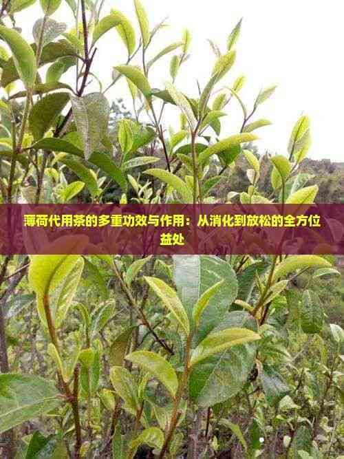 薄荷代用茶的多重功效与作用：从消化到放松的全方位益处