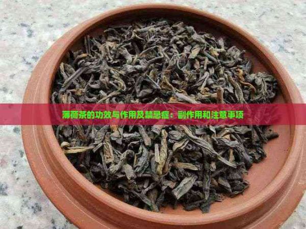 薄荷茶的功效与作用及禁忌症：副作用和注意事项