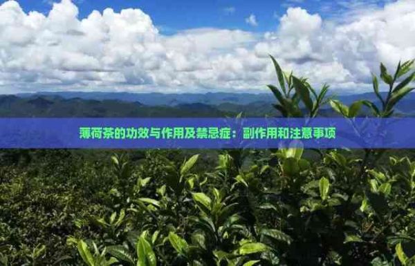 薄荷茶的功效与作用及禁忌症：副作用和注意事项