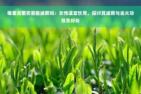 喝普洱菊花茶能減肥嗎：女性適宜飲用，探討其減肥與去火功效及好處