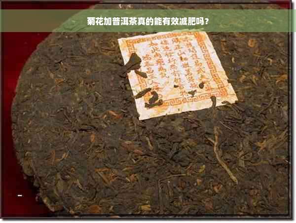 菊花加普洱茶真的能有效減肥嗎？