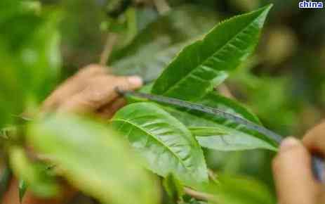花香普洱茶的全面營養(yǎng)價(jià)值與健益處：探索其獨(dú)特的保健功效