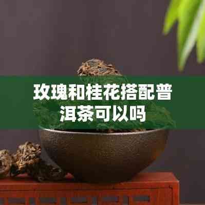 玫瑰和桂花搭配普洱茶可以嗎