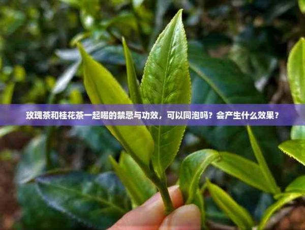 玫瑰茶和桂花茶一起喝的禁忌與功效，可以同泡嗎？會產(chǎn)生什么效果？
