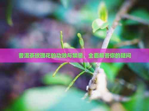 普洱茶玫瑰花的功效與禁忌，全面解答你的疑問