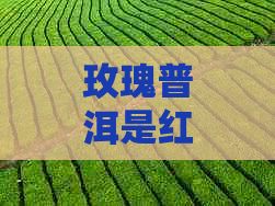 玫瑰普洱是紅茶嗎：探究玫瑰普洱茶的種類、口感與益處