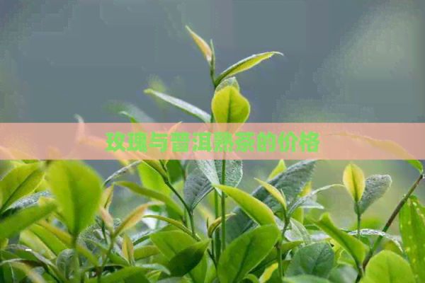 玫瑰與普洱熟茶的價(jià)格