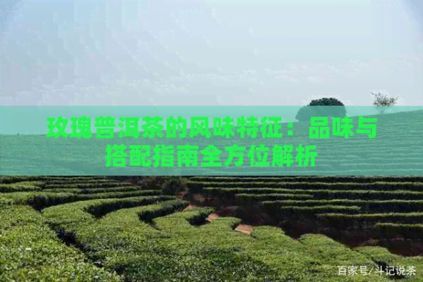 玫瑰普洱茶的風(fēng)味特征：品味與搭配指南全方位解析