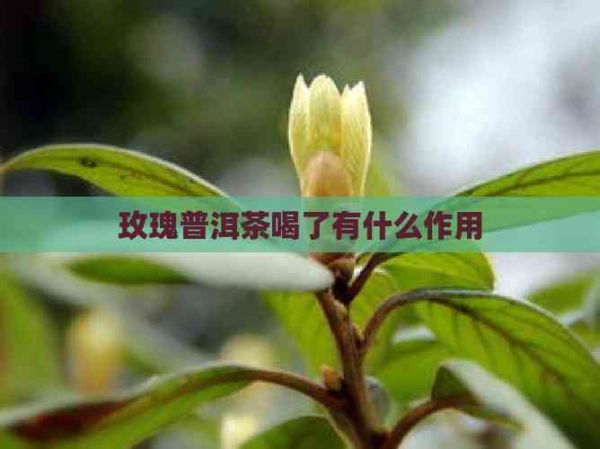 玫瑰普洱茶喝了有什么作用