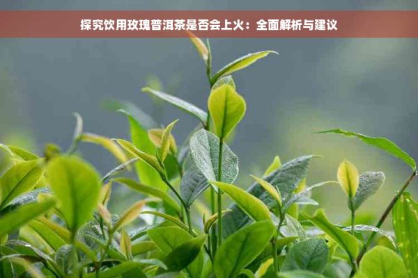 探究飲用玫瑰普洱茶是否會(huì)上火：全面解析與建議