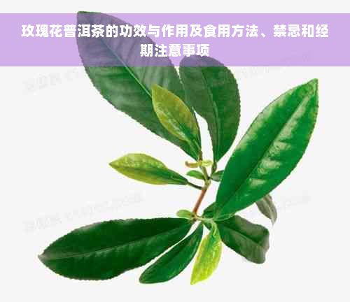 玫瑰花普洱茶的功效與作用及食用方法、禁忌和經(jīng)期注意事項