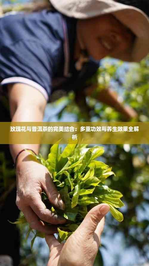 玫瑰花與普洱茶的完美結(jié)合：多重功效與養(yǎng)生效果全解析