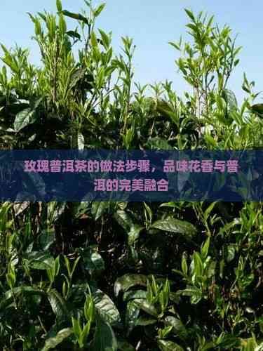 玫瑰普洱茶的做法步驟，品味花香與普洱的完美融合