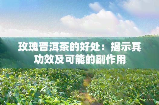 玫瑰普洱茶的好处：揭示其功效及可能的副作用