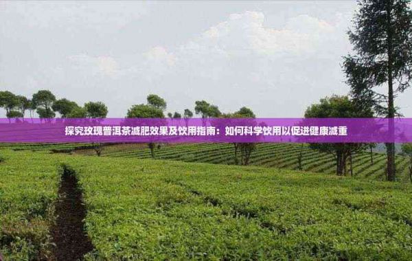 探究玫瑰普洱茶减肥效果及饮用指南：如何科学饮用以促进健康减重