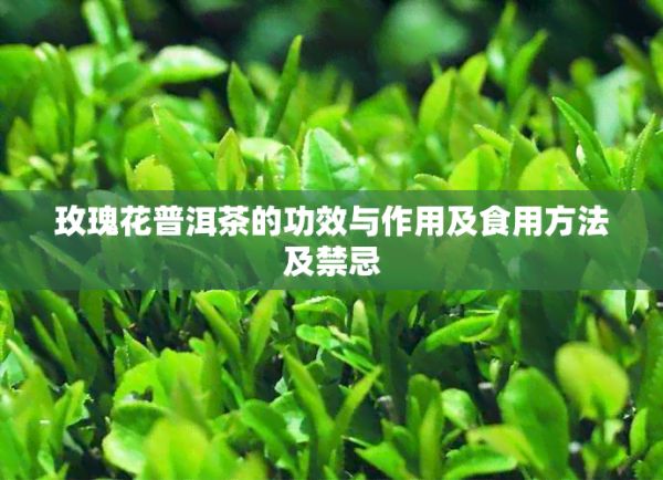 玫瑰花普洱茶的功效与作用及食用方法及禁忌