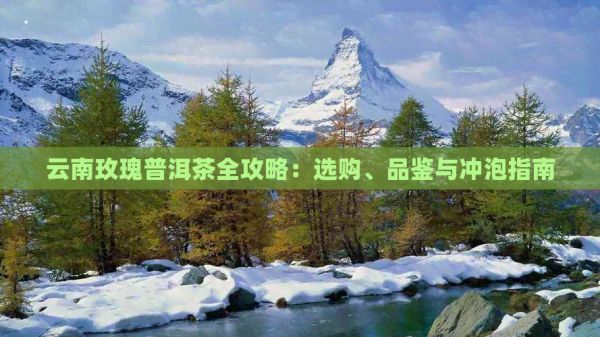云南玫瑰普洱茶全攻略：选购、品鉴与冲泡指南