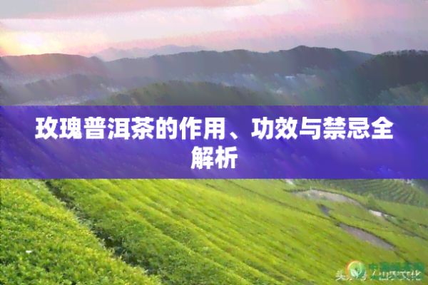 玫瑰普洱茶的作用、功效与禁忌全解析