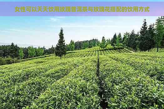 女性可以天天飲用玫瑰普洱茶與玫瑰花搭配的飲用方式