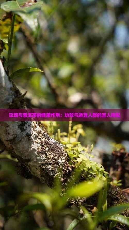 玫瑰与普洱茶的健康作用：功效与适宜人群的宜人搭配
