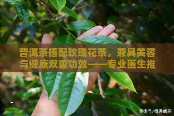 普洱茶搭配玫瑰花茶，兼具美容與健康雙重功效——專業(yè)醫(yī)生推薦，健康網(wǎng)力薦