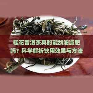 桂花普洱茶真的能刮油减肥吗？科学解析饮用效果与方法