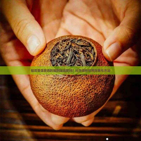 桂花普洱茶真的能刮油减肥吗？科学解析饮用效果与方法