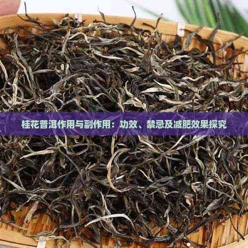桂花普洱作用與副作用：功效、禁忌及減肥效果探究