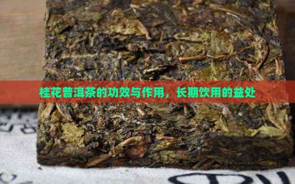 桂花普洱茶的功效與作用，長期飲用的益處