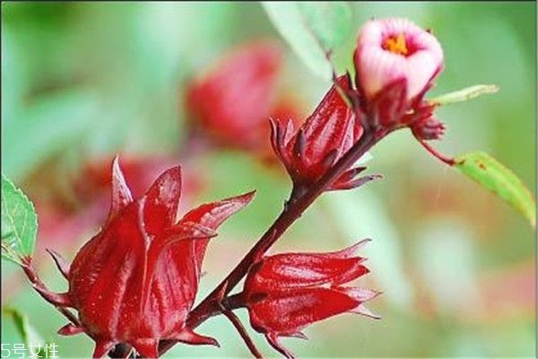 洛神花是什么花 洛神花其实不是花
