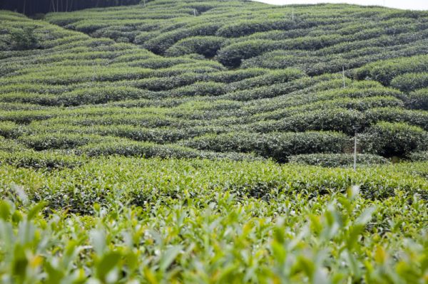 日本为什么不能种龙井茶：探寻日本茶文化及其发展