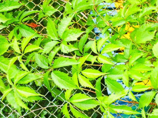藤茶主要成分：天然草药，带来健康收益的绿色饮品