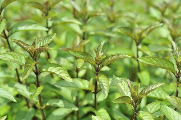 藤茶主要成分：天然草药，带来健康收益的绿色饮品