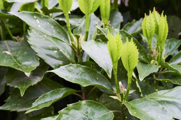 老观音茶的特点：一种天然的草药茶，具有多种健康益处
