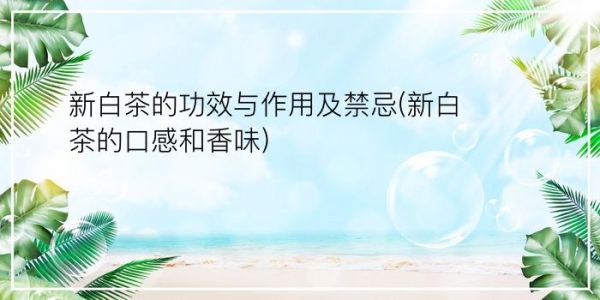 新白茶的功效与作用及禁忌(新白茶的口感和香味)