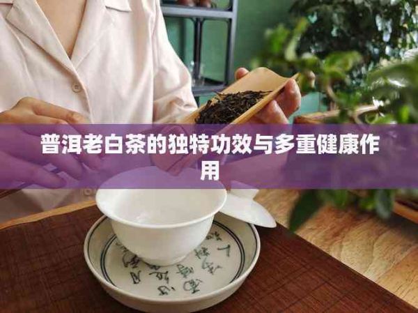 普洱老白茶的独特功效与多重健康作用
