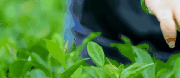 白茶身上的毫毛有什么作用