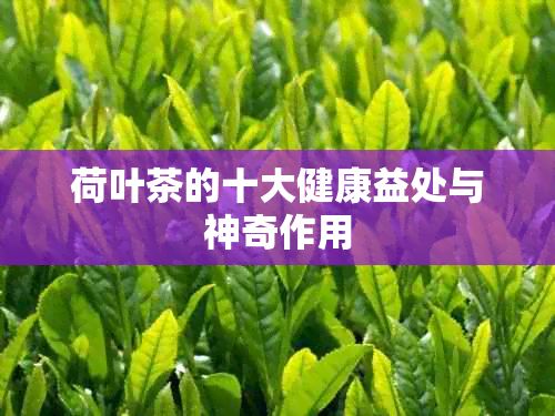 荷葉茶的十大健康益處與神奇作用
