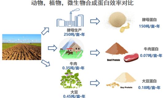 高蛋白飲品多樣化選擇——AnPro酵母蛋白