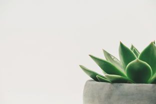 蹲馬步能瘦腿嗎？揭秘傳統(tǒng)武術(shù)中的瘦腿秘訣