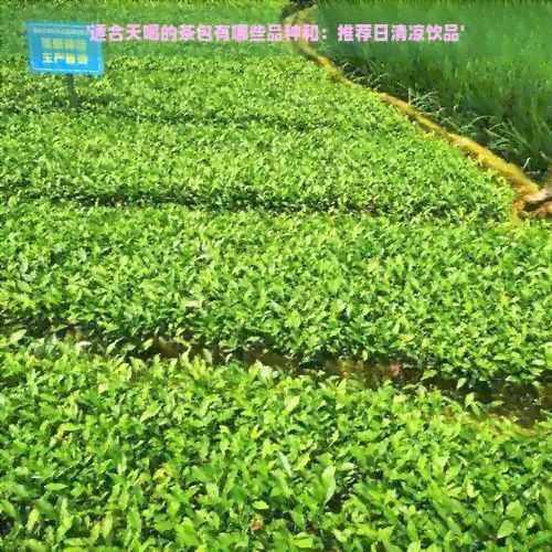 '適合天喝的茶包有哪些品種和：推薦日清涼飲品'